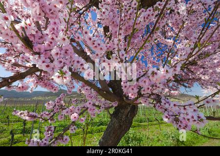 Almond Blossom, Mandelbluetenweg, Deutsche Weinstrasse (route des vins allemande), Palatinat, Rhénanie-Palatinat, Allemagne Banque D'Images