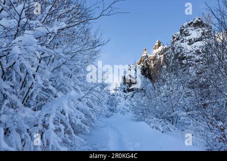 Bornstein, rock, rock formation "Bruchhauser Steine", près de Olsberg, sentier de randonnée Rothaarsteig, Rothaargebirge, région du Sauerland, Rhénanie du Nord-Westphalie Banque D'Images