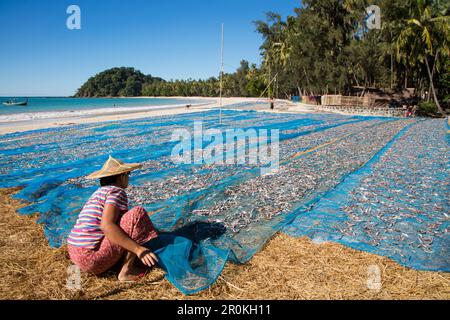 Une femme secoue la tarpe avec des petits poissons séchés sur la plage de Ngapali, Ngapali, Thandwe, Myanmar Banque D'Images