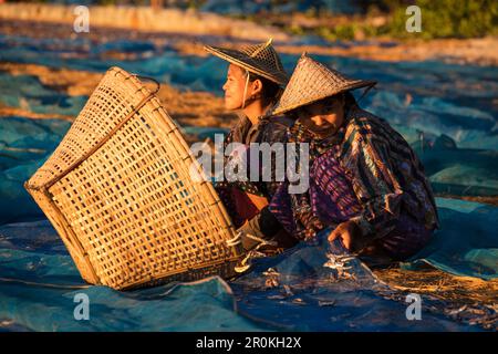 Les femmes jettent le petit poisson séché de la bâche dans le panier sur la plage de Ngapali, Ngapali, Thandwe, Myanmar Banque D'Images