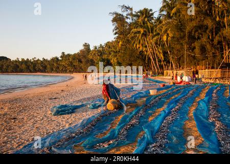 Les femmes jettent le petit poisson séché de la bâche dans le panier sur la plage de Ngapali, Ngapali, Thandwe, Myanmar Banque D'Images