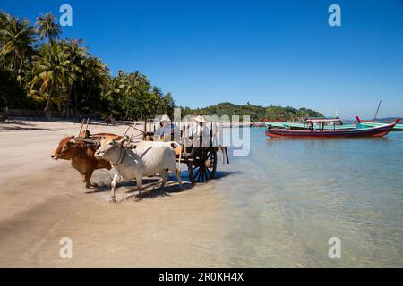 Les touristes se rendent sur une voiturette de boeuf le long de la plage au village de Maung Shwe Lay, près de Ngapali, Thandwe, Myanmar Banque D'Images