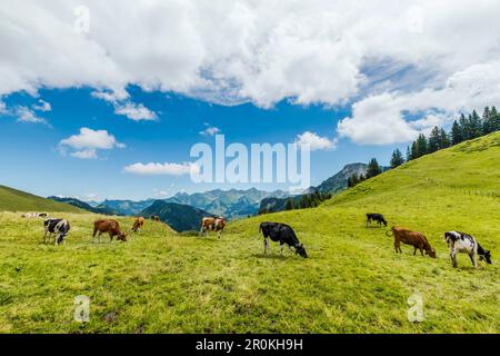 Vaches en pâturage dans les montagnes près de Chatel-Saint-Denis, Gruyère, Kanton Fribourg, Suisse Banque D'Images