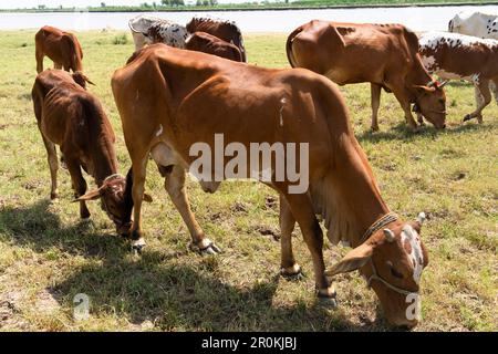 Vaches dans un champ herbacé par une journée lumineuse et ensoleillée Banque D'Images