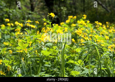 Belle fleur fraîche fleurs celandine vert feuilles jaune couleurs naturel jardin ensoleillé jour gros plan macro fond Banque D'Images