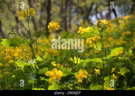 Belle fleur fraîche fleurs celandine vert feuilles jaune couleurs naturel jardin ensoleillé jour gros plan macro fond Banque D'Images