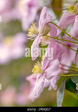 Une fleur de Clematis rose pâle et admirablement parfumée Banque D'Images