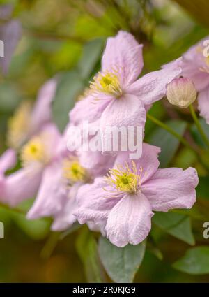 Une fleur de Clematis rose pâle et admirablement parfumée Banque D'Images