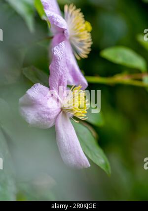 Une fleur de Clematis rose pâle et admirablement parfumée Banque D'Images