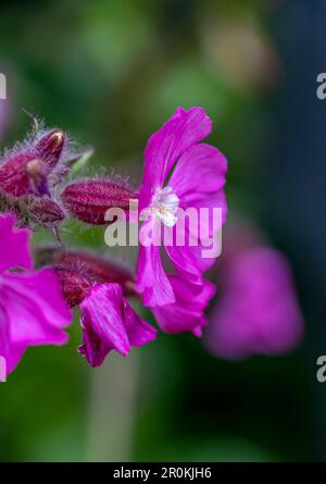 Un gros plan d'une fleur de Campion rouge, (Silene dioica) Banque D'Images