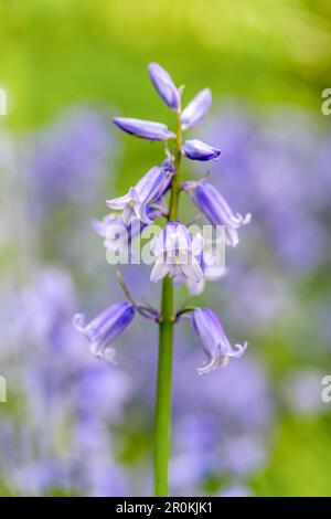 Une belle fleur de bleuet parfumée, (jacinthoides non-scripta), photographiée contre une masse d'autres cloches Banque D'Images