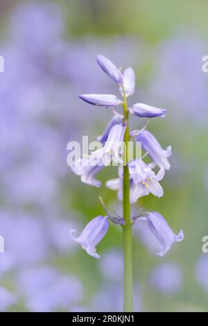 Une belle fleur de bleuet parfumée, (jacinthoides non-scripta), photographiée contre une masse d'autres cloches Banque D'Images