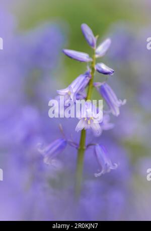 Une belle fleur de bleuet parfumée, (jacinthoides non-scripta), photographiée contre une masse d'autres cloches Banque D'Images