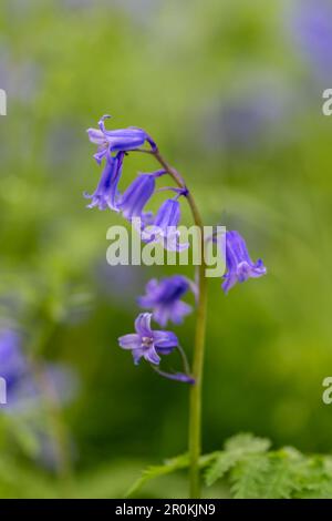 Une belle fleur de bleuet parfumée, (jacinthoides non-scripta), photographiée contre une masse d'autres cloches Banque D'Images