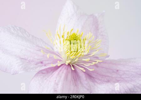 Une fleur de Clematis rose pâle et admirablement parfumée Banque D'Images