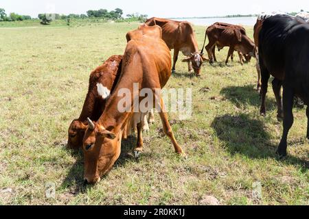 Vaches dans un champ herbacé par une journée lumineuse et ensoleillée Banque D'Images
