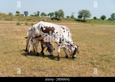 Vaches dans un champ herbacé par une journée lumineuse et ensoleillée Banque D'Images