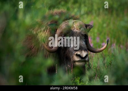 Un boeuf musqué (Ovibos moschatus) fourragé parmi les hautes herbes et les buissons, Nome, sud de la péninsule Seward, Alaska, États-Unis, Amérique du Nord Banque D'Images