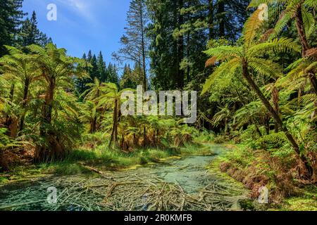 Ruisseau qui coule à travers la forêt avec des fougères d'arbres, forêt de séquoias, forêt de Whakarewarewa, Rotorua, baie de Plenty, Île du Nord, Nouvelle-Zélande Banque D'Images