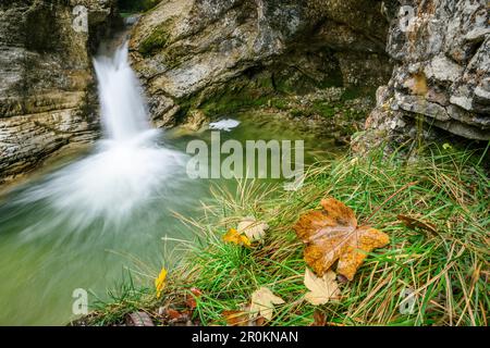 Feuilles d'automne avec chute d'eau en arrière-plan, cascade de Kuhflucht, Farchant, Ester Mountains, Alpes bavaroises, Haute-Bavière, Bavière, Allemagne Banque D'Images