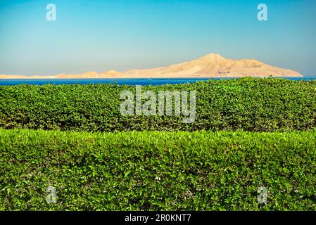 Magnifique clôture de haie de buisson vert avec ciel bleu et montagnes. Banque D'Images