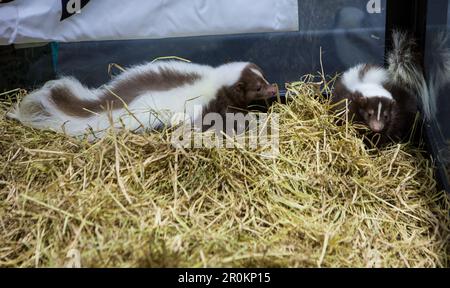 Jeune Skunk à rayures (Mephitis mephitis) dans la ferme. Banque D'Images