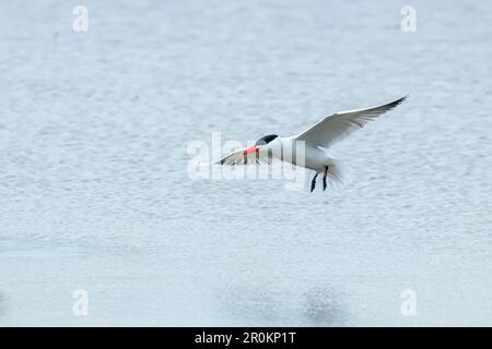 Débarquement de la Sterne Caspienne dans l'eau (Hydroprogne caspia) Banque D'Images