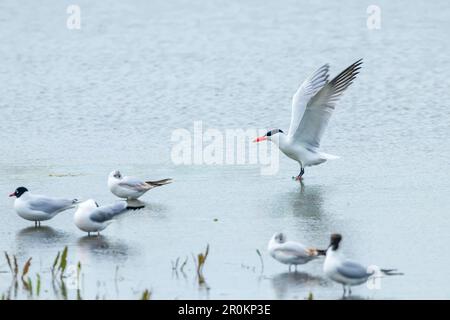 Débarquement de la Sterne Caspienne dans l'eau (Hydroprogne caspia) Banque D'Images