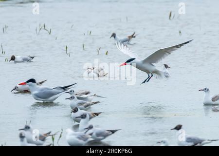 Débarquement de la Sterne Caspienne dans l'eau (Hydroprogne caspia) Banque D'Images