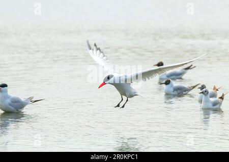 Débarquement de la Sterne Caspienne dans l'eau (Hydroprogne caspia) Banque D'Images