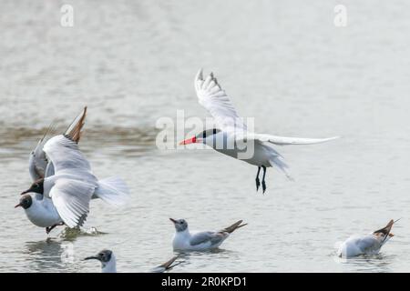 Débarquement de la Sterne Caspienne dans l'eau (Hydroprogne caspia) Banque D'Images