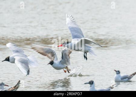 Débarquement de la Sterne Caspienne dans l'eau (Hydroprogne caspia) Banque D'Images