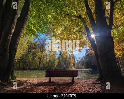 Un banc dans un petit lac dans le jardin anglais, encadré par de larges feuilles automnales, Munich, haute-Bavière, Allemagne Banque D'Images