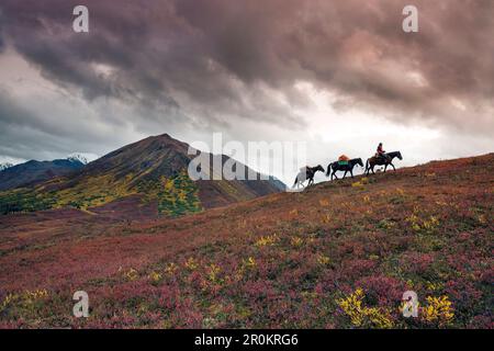 USA, Alaska, Cantwell, Horse Pack voyage dans la vallée de la rivière Jack à la base de la chaîne de l'Alaska avec Gunter Wamser et Sonja Endlweber Banque D'Images