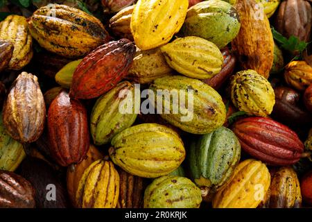 BELIZE, Punta Gorda, Toledo District, une pile de fruits de cacao récoltés à la ferme de Justino Peck dans le village Maya de San Jose Banque D'Images