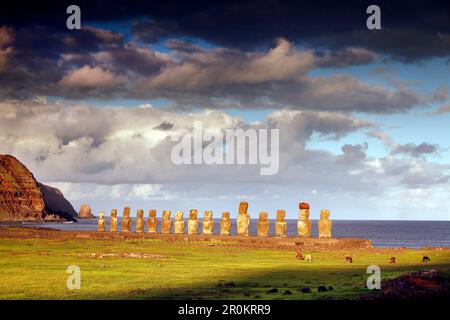 L'ÎLE DE PÂQUES, LE CHILI, l'île de Pascua, Rapa Nui, les chevaux se broutent devant les statues de Moai sur le site de l'AHU Tongariki, à la base du volcan Poike Banque D'Images