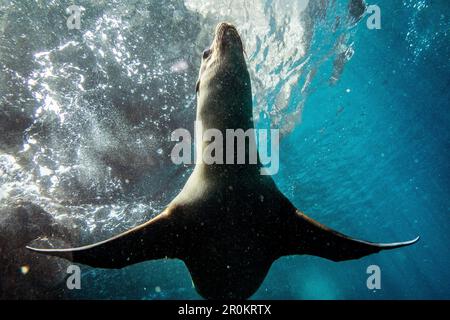 ÎLES GALAPAGOS, ÉQUATEUR, île Isabela, Punta Vicente Roca, le lion de mer galapagos repéré tout en faisant de la plongée en apnée dans les eaux au large de l'île Isabela Banque D'Images