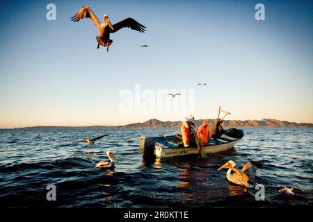 MEXIQUE, Baja, Baie de Magdalena, Océan Pacifique, pêcheurs armés de pélicans dans la baie Banque D'Images