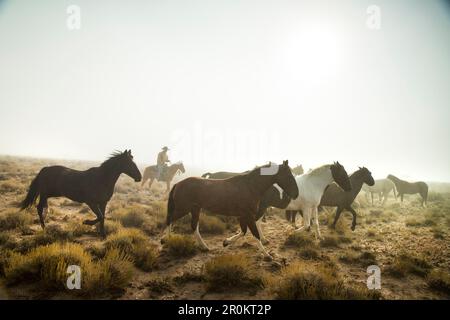 USA, Nevada, puits, Mustang Monument, un luxe durable eco friendly resort et à préserver pour les chevaux sauvages, les Mustangs de l'économie d'Amérique latine Foundation Banque D'Images