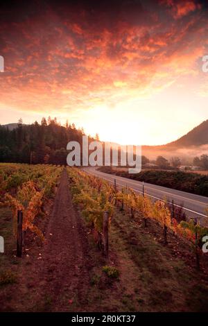 USA, Ohio, Medford, Woolridge Creek Winery est situé au coeur de la vallée de la rivière Applegate dans le sud de l'Oregon, le premier plan étaient des vignes Banque D'Images