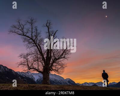 Un homme s'élève à l'heure bleue sur une colline à côté d'un arbre et regarde vers les montagnes Karwendel et Wetterstein, Eschenlohe, haute-Bavière, Allemagne Banque D'Images