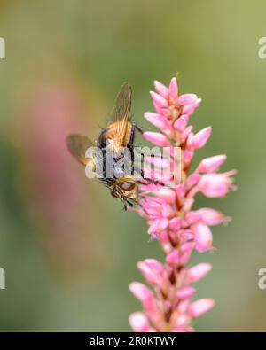 Nowickia ferox sur une fleur de la princesse-plume ou - baiser-me-sur-la-porte-jardin - Persicaria orientalis Banque D'Images