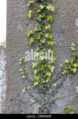 Ivy grandit sur une vieille pierre tombale au cimetière Glasnevin de Dublin, en Irlande. Banque D'Images