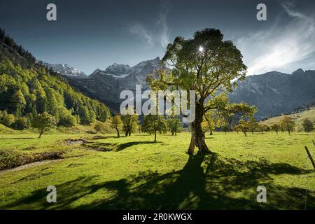 sycamore arbre dans la vallée verte, Grande vallée sycamore, Eng, Vallée de la riss, Tyrol, Autriche Banque D'Images