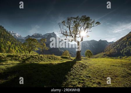 sycamore arbre dans la vallée verte, Grande vallée sycamore, Eng, Vallée de la riss, Tyrol, Autriche Banque D'Images