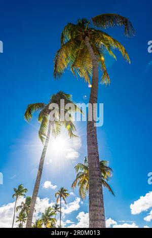 Palmiers contre la lumière, San Juan, Porto Rico, Caraïbes, États-Unis Banque D'Images