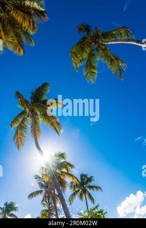 Palmiers contre la lumière, San Juan, Porto Rico, Caraïbes, États-Unis Banque D'Images