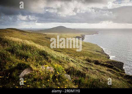 Champ de foin en pleine floraison à Bray Head, Bruff, Valentia Island, comté de Kerry, Irlande, Wild Atlantic Way, Europe Banque D'Images