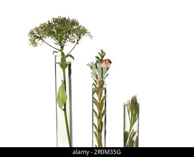 Différentes plantes dans des tubes à essai sur fond blanc Banque D'Images