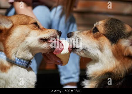 Crème glacée rigole de corgis en gros plan. Portrait d'un couple de chiens corgi mignons mangeant un dessert de la main du propriétaire Banque D'Images